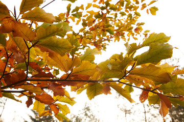 golden beech leaves on a small branch against the sun