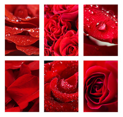 Collage with beautiful red roses
