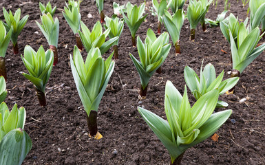 sprouting garlic .  spring 