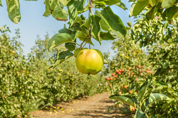 Apple on a branch in an orchard, close up