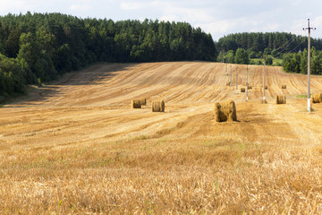 Fototapeta premium harvest of cereals