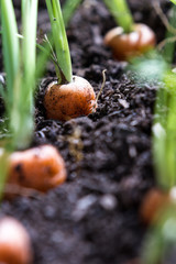 garden fresh carrots