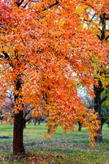 Tree with golden leaves in autumn and sunrays.