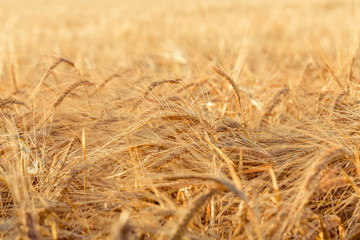 ears of yellow wheat field