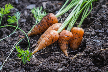 garden fresh carrots