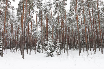 Winter forest