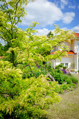 Gartengestaltung - leuchtend grüne Zierakazie vor einer südländischen Villa
