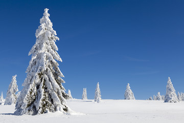 NEIGE SAPIN HIVER