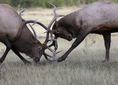 Fototapeta Battling bull elk in rut season