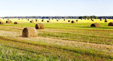 packed straw . cereals