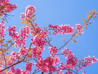 pink cherry blossom on blue sky background