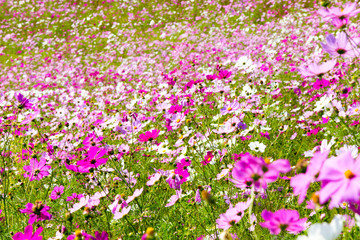 ピンクのコスモス（秋桜）