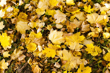yellowed foliage .  close-up  