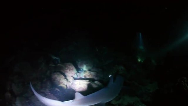 Sharks at Night at Cocos Island