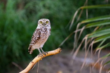 Burrowing owl sitting on a stick, Huacachina, Peru