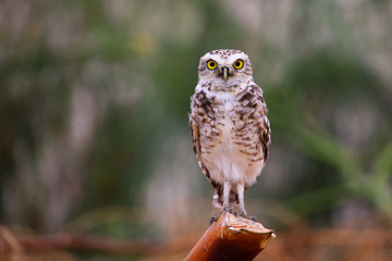 Burrowing owl sitting on a stick, Huacachina, Peru