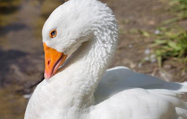 White goose along side a lake.