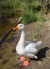 White goose along side a lake.