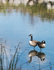 Two Geese with reflection