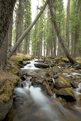 Natural forest with a white water stream