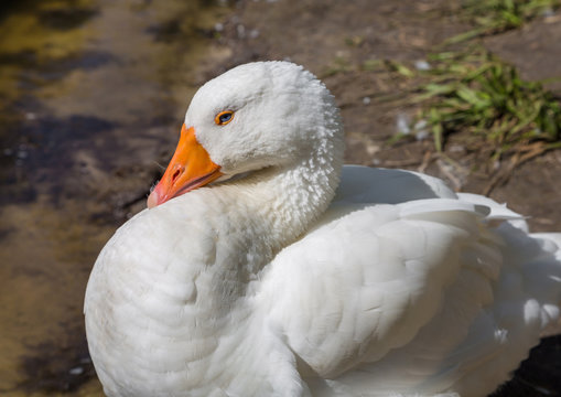 White goose along side a lake.