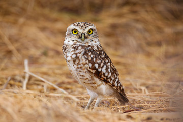 Burrowing owl standing on the ground, Huacachina, Peru