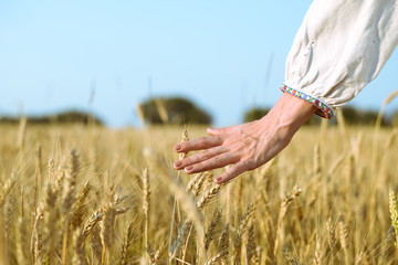 Closeup of hand in rustic dress protecting golden wheat ears