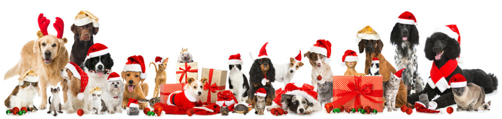 Haustiere feiern Weihnachten