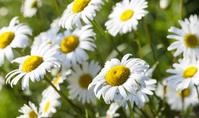 white daisy . spring