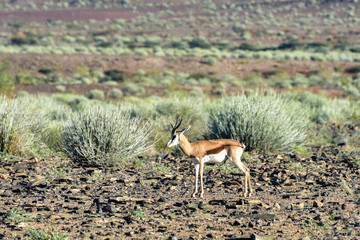 Fish River Canyon -Namibia, Africa