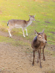 Herd of deer in the wild