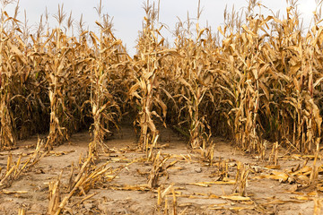 agricultural field with corn  