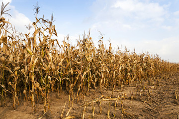 mature corn. autumn