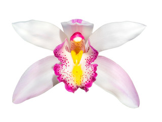 cymbidium orchid flower head isolated