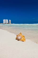 Sea shell on beach, close up