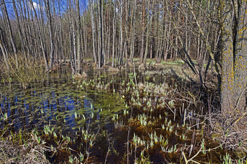 Fototapeta na wymiar swamp spring . close-up 