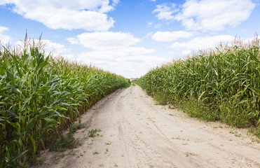 road in a field 