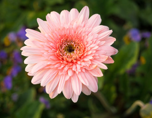 close up of beautiful gerbera flower