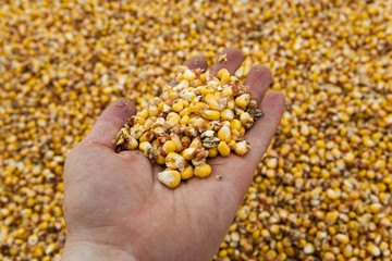 Corn seeds  close-up 