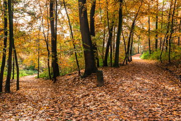 Herbst Wald Weg Gabelung