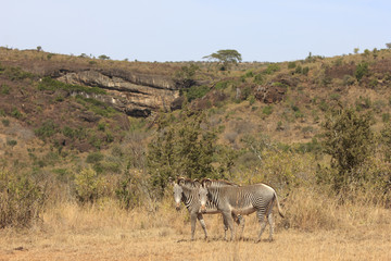 Naklejka premium Grevy's Zebra