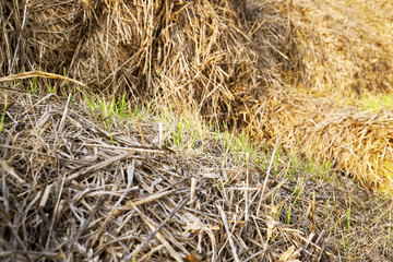 wheat germ .  after harvest