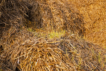 bales of straw 