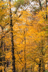 Herbst Bäume