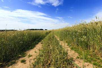 Obraz premium Rural Dirt road 