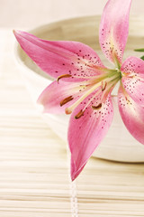  pink lily on the bowl