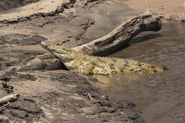crocodile lying in the sun half in water, half on land