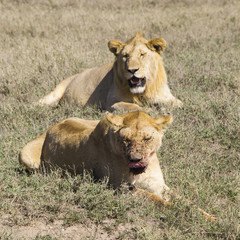 Fototapeta na wymiar two lions