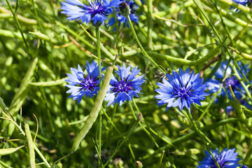 blue cornflower  . spring