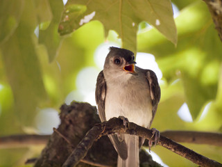 Tufted Titmouse on a branch